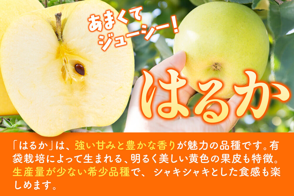 【26年12月発送】りんご【高級りんご・はるか】はるか【家庭用】約5kg 先行受付 青森県 弘前市 果物 フルーツ 林檎 リンゴ くだもの 不揃い 規格外 [先行予約 産地直送 アップル おいしい 果実 美味 甘い 黄色]