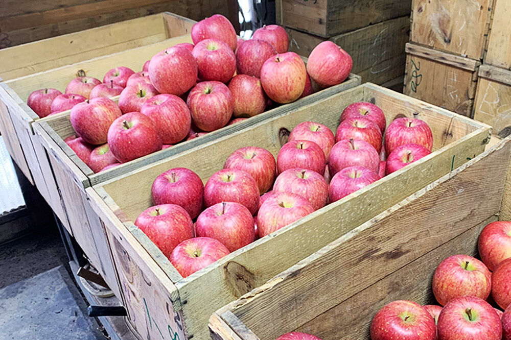 【26年11月下旬〜発送】りんご【訳あり】サンふじ 約3kg  弘前市産 青森りんご [アップル おいしい ひろさき ふじ りんご 果実 果物 弘前 青森 赤色 美味 林檎]