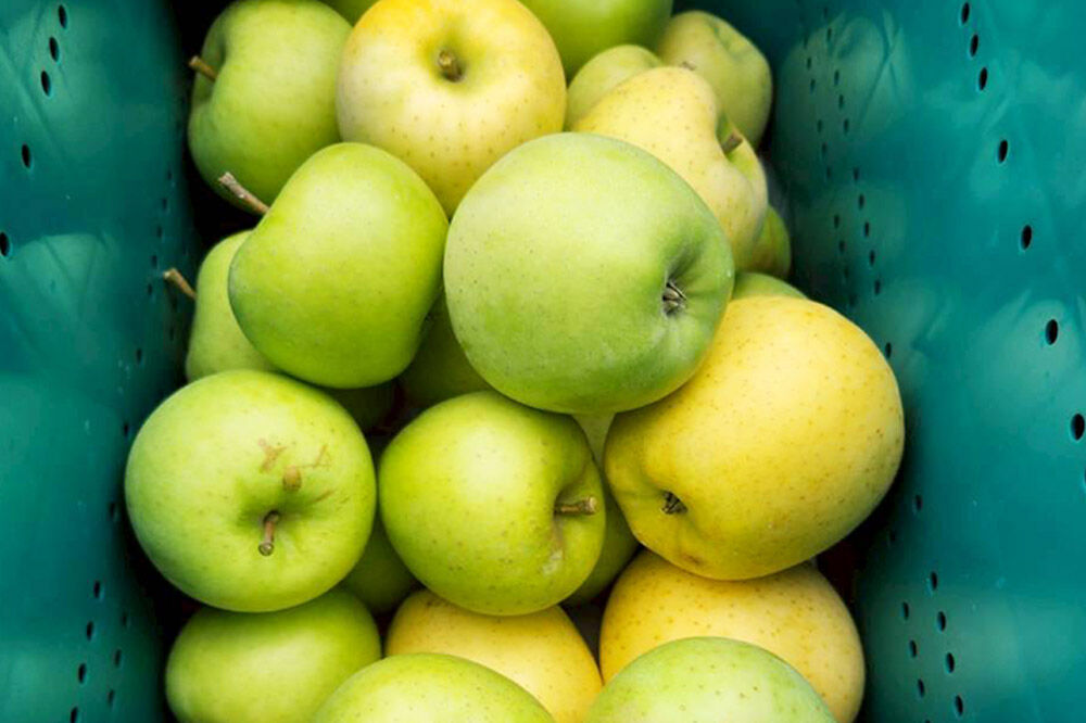 【寄附金額見直しました】【26年8月下旬〜9月発送】りんご 黄王【訳あり】家庭用 約5kg [青森産 りんご 黄王 きおう アップル 林檎 リンゴ 果物 果実 美味 青森県 弘前市]