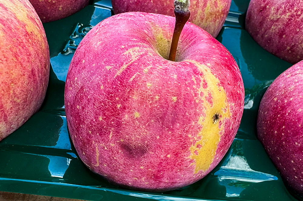 【25年12月〜発送】りんご 【訳あり】家庭用 百年木の香 三上農園 サンふじ 約3kg【先行受付】 青森 果物 フルーツ 林檎 リンゴ くだもの 不揃い 規格外 予約