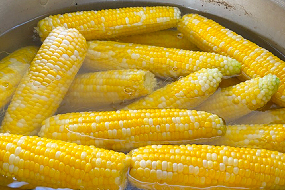 【26年9月上旬クール便発送】とうもろこし 朝採り 嶽きみ（だけきみ）10本〜12本入り L〜LLサイズ 青森県 弘前市 [とうもろこし トウモロコシ 嶽きみ 産直 農家 朝採り クール便 甘い 大きい]