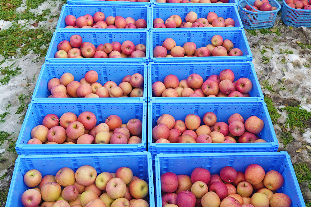 【26年5月発送】りんご 平均糖度13度以上！ 品種おまかせ 約5kg 訳あり CA貯蔵 クール便 青森 果物 フルーツ 林檎 リンゴ くだもの 不揃い 規格外 [リンゴ 林檎 アップル 果物 産地直送 フルーツ]