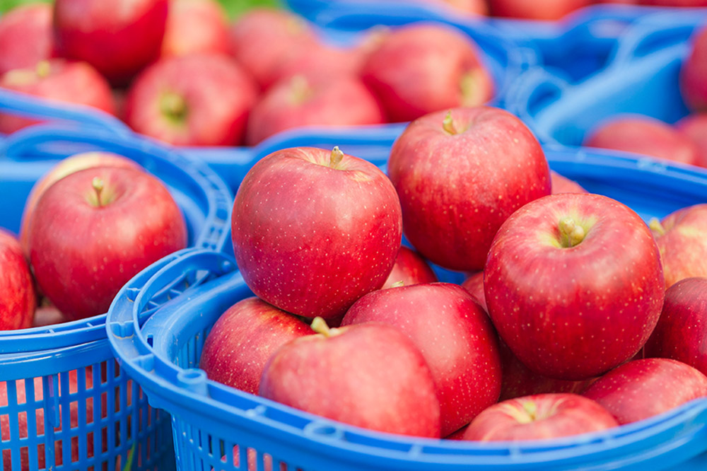 【さくら酵母の「和」シードル】弘前城しいどるセット（クリア・無ろ過スイート 500ml×各1本）＆りんごと桜のコースター 各1枚