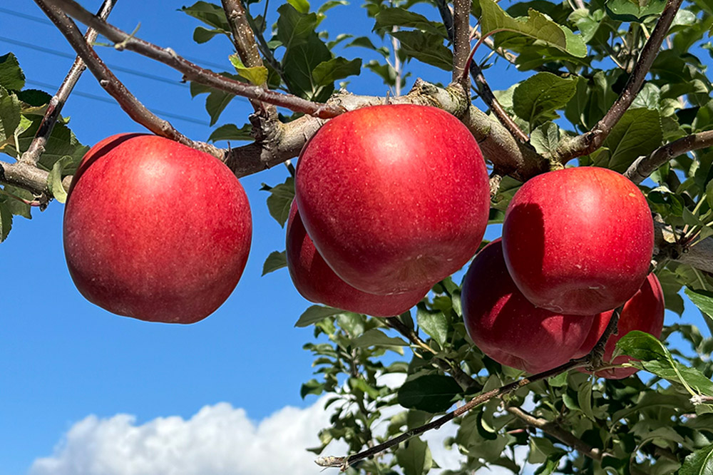 somaringo farm ç¡æ·»å ãŸãããŒã ããããžã¥ãŒã¹ 6åçš®é£²ã¿æ¯ã¹ã»ãã 180ml å1æ¬ èš6æ¬