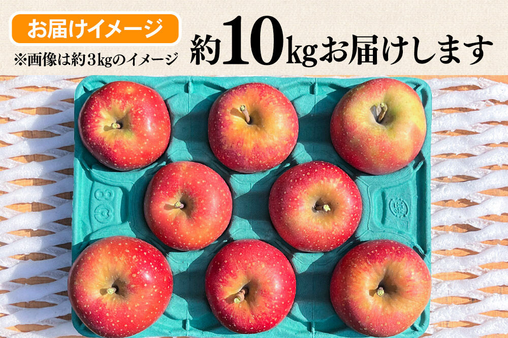 【26年10月下旬〜発送】りんご 千雪 約10kg カワムラファーム【家庭用】青森 果物 フルーツ 林檎 リンゴ くだもの [先行受付 アップル おいしい ちゆき 果実 果物 赤色 美味 林檎 弘前市]