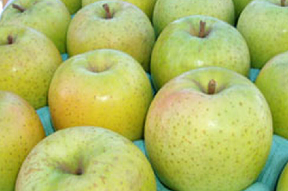 【26年4月クール便発送】りんご 王林【良品】約3kg【CA貯蔵】キタエアップル [贈答 贈り物 アップル 産地直送 青森県 弘前市 詰め合わせ セット 果物 フルーツ 林檎 リンゴ くだもの]