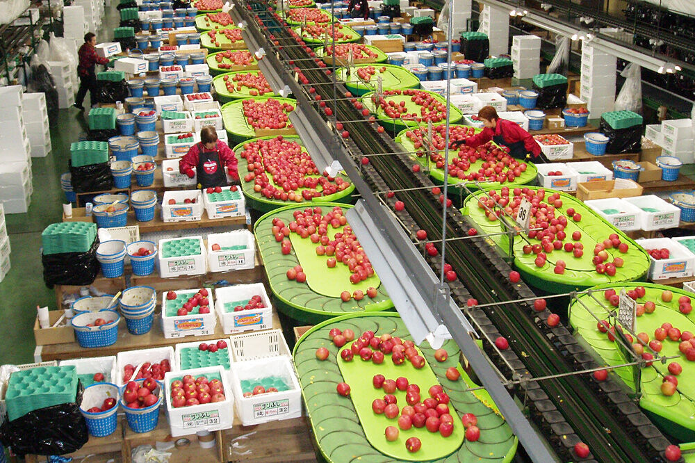 【寄附金額見直しました】【26年3月クール便発送】りんご 葉取らずサンふじ【良品】約3kg キタエアップル