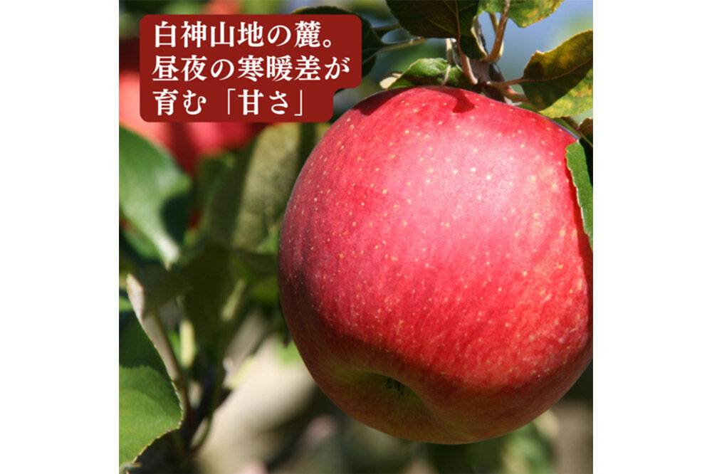 【26年12月〜発送】りんご 糖度14度以上 「 飛馬ふじ 」（サンふじ）約 2.5kg [アップル おいしい ふじ りんご 果実 果物 赤色 糖度 美味 林檎]