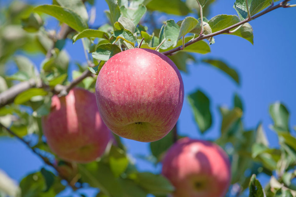 りんご ねぷたりんご バラエティーセット 家庭用 約3kg 【品種おまかせ】
