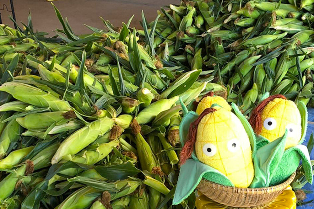 【26年9月上旬クール便発送】とうもろこし 朝採り 嶽きみ（だけきみ）10本〜12本入り L〜LLサイズ 青森県 弘前市 [とうもろこし トウモロコシ 嶽きみ 産直 農家 朝採り クール便 甘い 大きい]