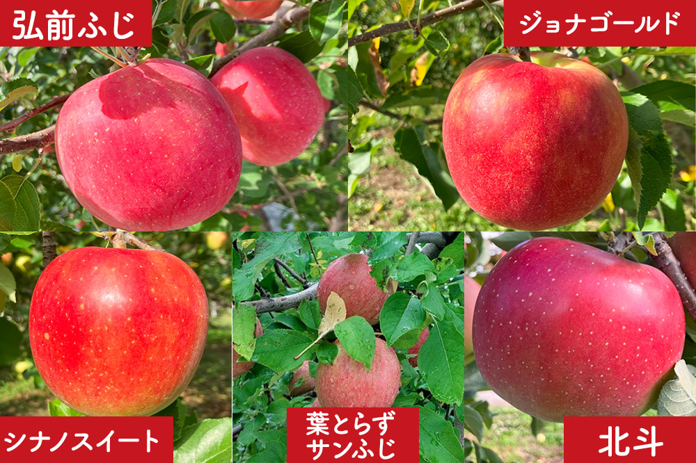 りんご 訳あり りんご 品種おまかせ詰め合わせ 約 5kg（16〜20玉程度）前田りんご園 青森 果物 フルーツ 林檎 リンゴ くだもの 不揃い 規格外 予約