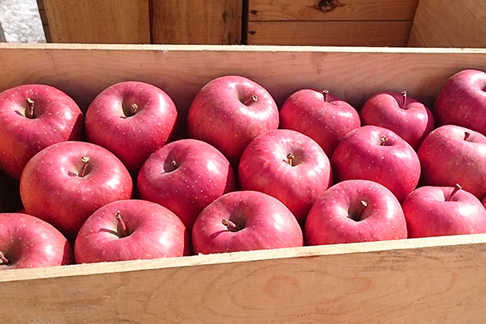 ã26幎1æãçºéãããã å®¶åºç𠿬ã®ãªã³ãŽè©°ãåãã çŽ10kg ç³åºŠ13床以äž