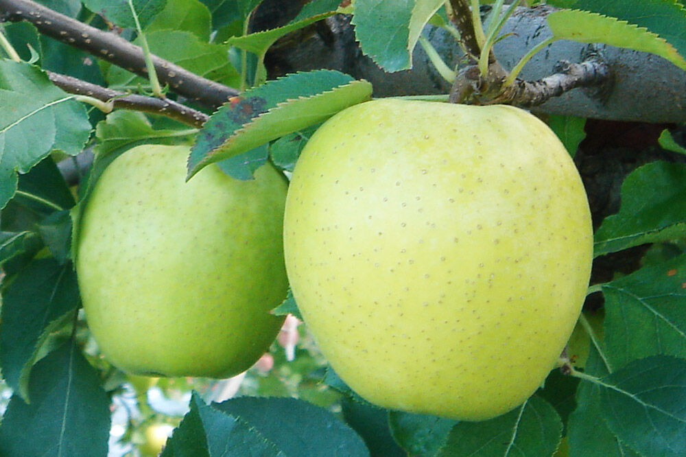 りんごジュース プレミアムストレートジュース【林檎王国】1000ml×6本 紙パック ゴールド農園 かめあし商店 [りんごジュース ストレートジュース 完熟 リンゴ 林檎 紙パック ゴールド農園 かめあし商店 青森県産 弘前市]