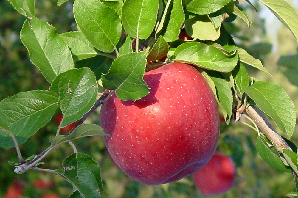 【25年12月〜発送】りんご 葉とらず ふじ【家庭用】約5kg ゴールド農園