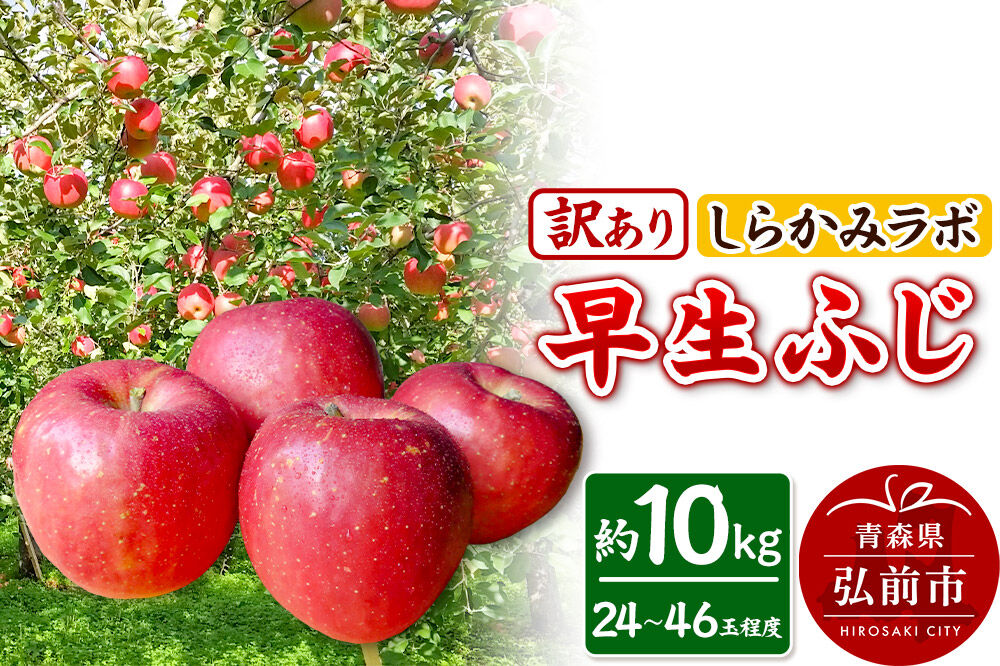 【26年10月発送】りんご 早生ふじ【訳あり】約10kg 先行受付 しらかみラボ 家庭用 青森県 弘前市 果物 フルーツ 林檎 リンゴ くだもの 不揃い 規格外 [先行予約 産地直送 アップル おいしい 果実 美味 甘い 赤色]