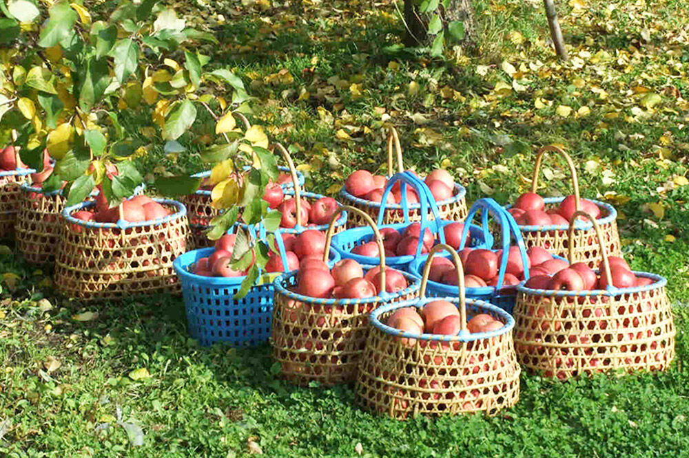 【寄附金額見直しました】【26年4月〜5月クール便発送】りんご 葉とらず サンふじ【訳あり】約2.7kg【スマートフレッシュ加工】青森 果物 フルーツ 林檎 リンゴ くだもの 不揃い 規格外 [アップル 産地直送 クール便 スマートフレッシュ 青森県 弘前市]