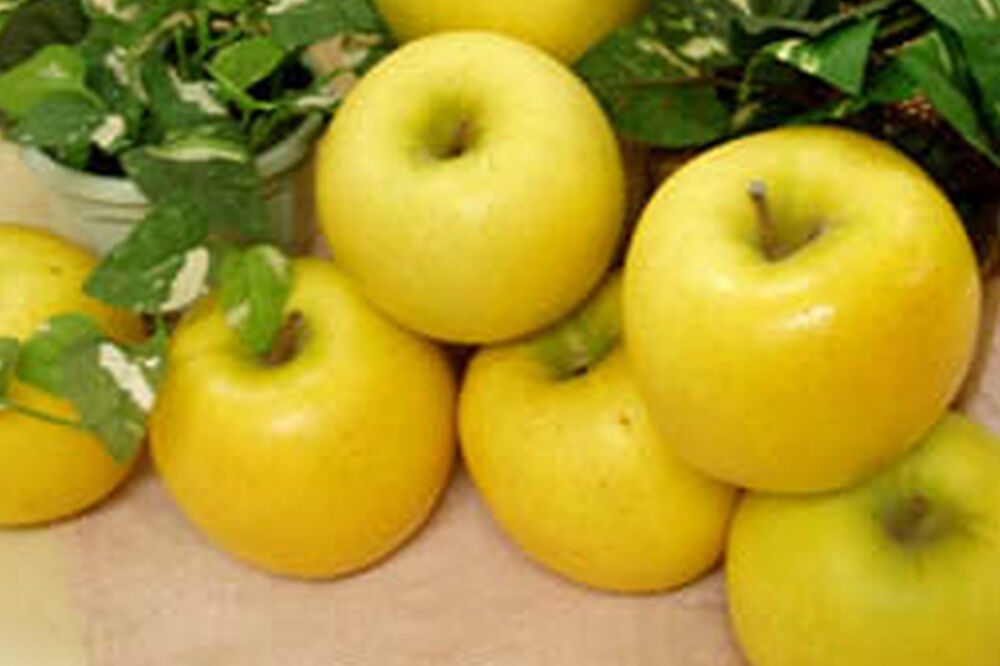 【26年5月クール便発送】りんご シナノゴールド【良品】約3kg【CA貯蔵】キタエアップル [贈答 贈り物 アップル 産地直送 青森県 弘前市 詰め合わせ セット 果物 フルーツ 林檎 リンゴ くだもの]