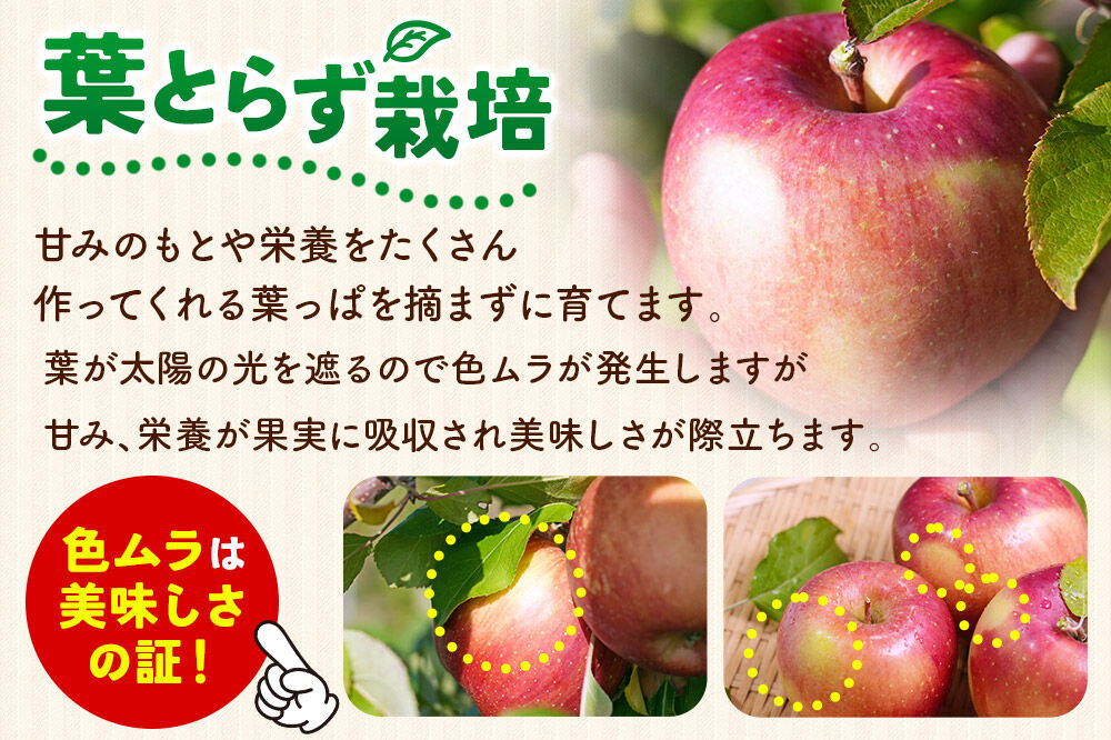 【26年3月発送】りんご 平均糖度13度以上！ 葉とらずサンふじ 約3kg 訳あり 青森 果物 フルーツ 林檎 リンゴ くだもの 不揃い 規格外