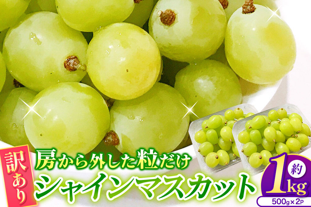 【26年9月〜発送】【訳あり】 房から外した粒だけシャインマスカット1kg（500g×2パック） ぶどう フルーツ 果物 ブドウ 葡萄 グレープ くだもの 産地直送 [おいしい グレープ ぶどう フルーツ 果実 果物 美味 葡萄]