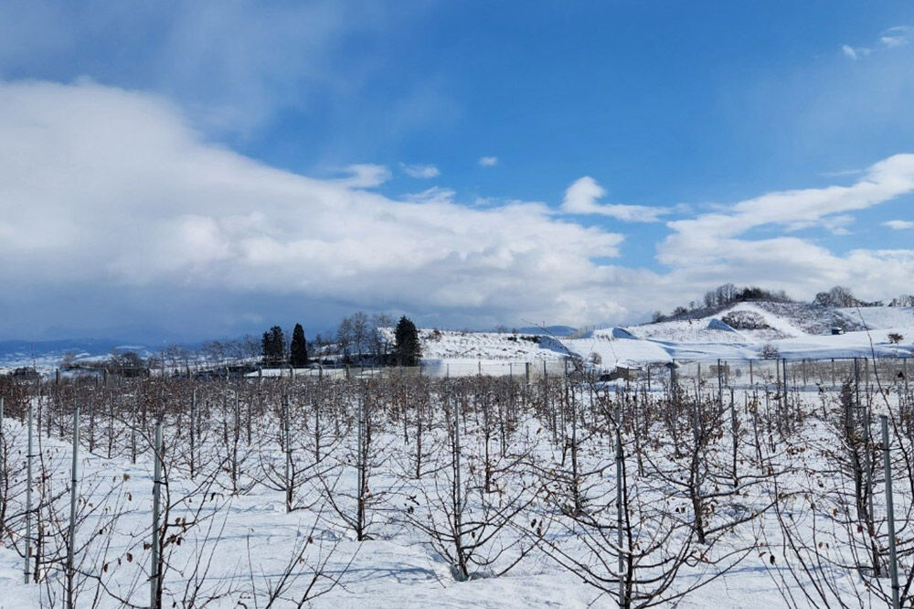【寄附金額見直しました】【26年12月発送】りんご 葉取らずサンふじ＆名月 詰め合わせ【訳あり】家庭用 約5kg [りんご サンふじ 葉とらず ふじ 名月 訳あり 家庭用 5kg 詰め合わせ セット アップル おいしい 果実 果物 美味 葉っぱ 林檎 青森県 弘前市]