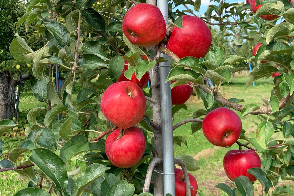 【26年9月下旬発送】りんご 華宝【家庭用】約3kg【希少品種】青森県 弘前市 [青森県産 産地直送 アップル おいしい 果実 果物 赤色 美味 珍しい]