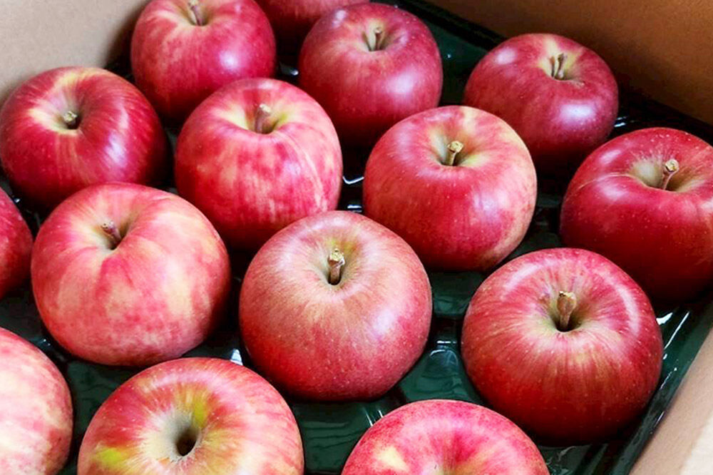 【寄附金額見直しました】【26年9月発送】りんご サンつがる【訳あり】家庭用 約5kg [青森産 りんご サンつがる アップル 林檎 リンゴ 果物 果実 美味 青森県 弘前市]