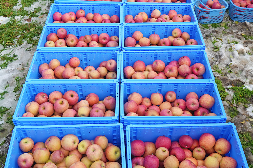 【25年9月発送】りんご【定期便6ヶ月】平均糖度12.5度以上！ 訳あり品種おまかせ 約3kg 【9月〜2月】 6回分 青森 果物 フルーツ 林檎 リンゴ くだもの 不揃い 規格外