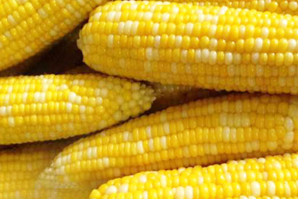 【26年9月上旬クール便発送】とうもろこし 朝採り 嶽きみ（だけきみ）10本〜12本入り L〜LLサイズ 青森県 弘前市 [とうもろこし トウモロコシ 嶽きみ 産直 農家 朝採り クール便 甘い 大きい]