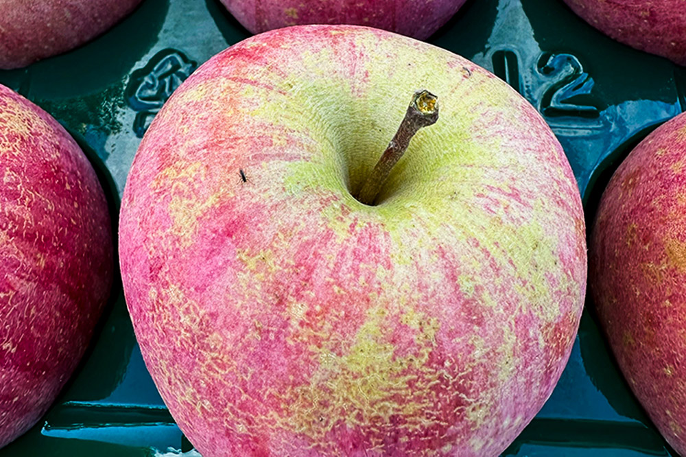 【25年12月〜発送】りんご 【訳あり】家庭用 百年木の香 三上農園 サンふじ 約3kg【先行受付】 青森 果物 フルーツ 林檎 リンゴ くだもの 不揃い 規格外 予約