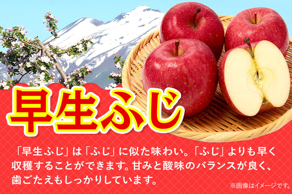 【26年9月発送】りんご 早生ふじ【贈答用】約3kg 青森県 弘前市 [早生ふじ りんご 贈り物 贈答用 お歳暮 お中元 ギフト 3キロ アップル おいしい 果実 果物 詰め合わせ セット 赤色 美味]