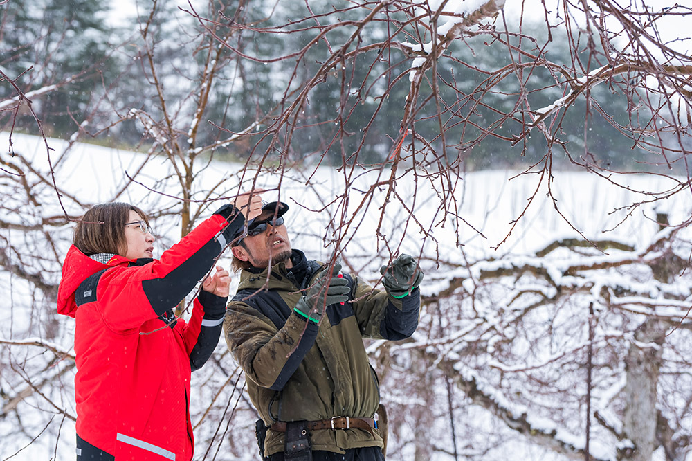 【26年1月発送】りんご 平均糖度13度以上！ シナノゴールド 約10kg 訳あり 青森 果物 フルーツ 林檎 リンゴ くだもの 不揃い 規格外