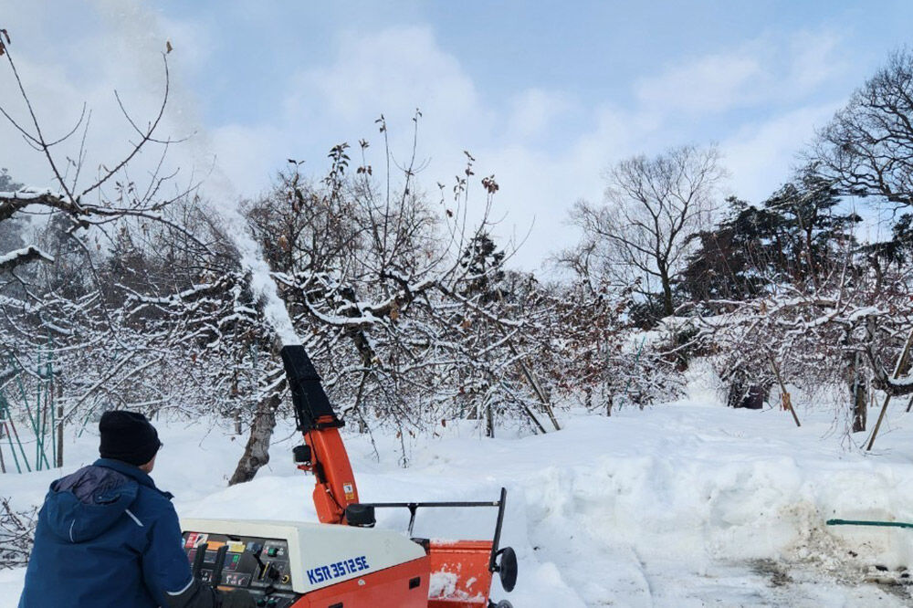 【26年11月下旬発送】りんご 王林【訳あり】家庭用 約10kg [りんご 王林 訳あり 家庭用 10kg アップル おいしい 果実 果物 黄色 美味 林檎 青森県 弘前市]