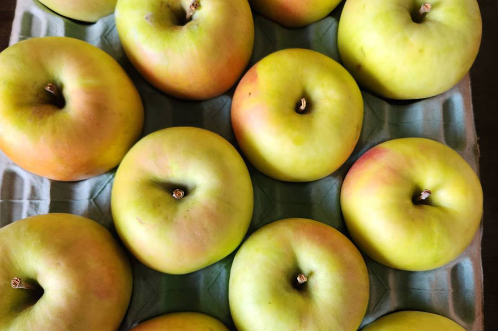 【25年11月〜発送】りんご【贈答用】名月 約3kg ちとせ村