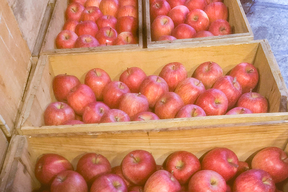 りんご【訳あり】サンふじ 約3kg  弘前市産 青森りんご