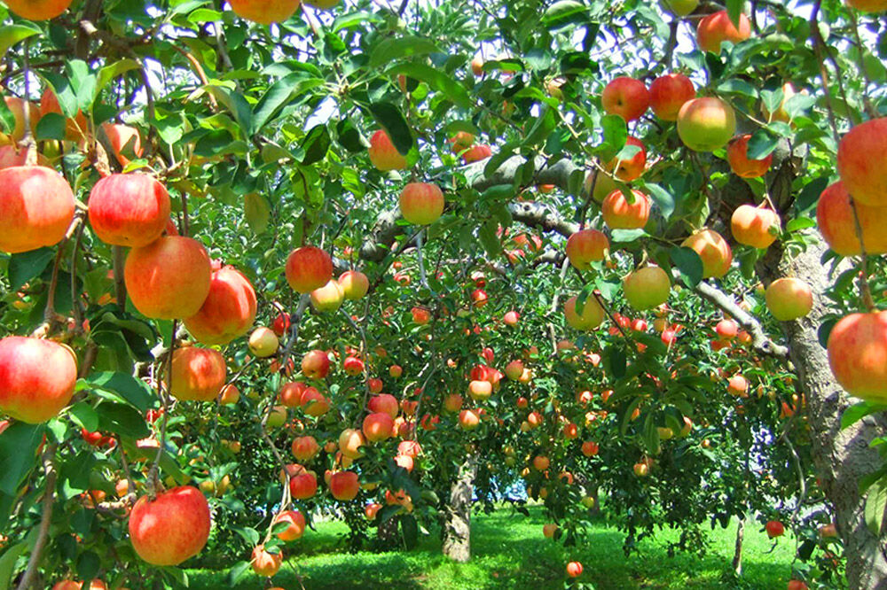 【寄附金額見直しました】【26年4月〜5月クール便発送】りんご 葉とらず サンふじ【訳あり】約2.7kg【スマートフレッシュ加工】青森 果物 フルーツ 林檎 リンゴ くだもの 不揃い 規格外 [アップル 産地直送 クール便 スマートフレッシュ 青森県 弘前市]