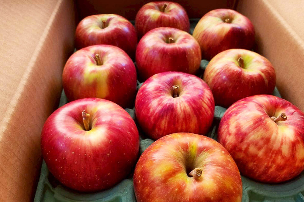 【寄附金額見直しました】【26年9月発送】りんご サンつがる【訳あり】家庭用 約5kg [青森産 りんご サンつがる アップル 林檎 リンゴ 果物 果実 美味 青森県 弘前市]