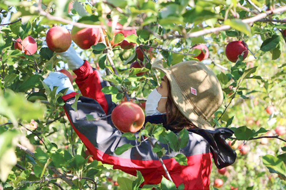 ç¡æ·»å ããããžã¥ãŒã¹ 4皮詰ãåããïŒãã¬ã³ãã»ãµãã»çæã»ã·ãããŽãŒã«ãïŒ1LÃ6æ¬ JAçžéЬæ