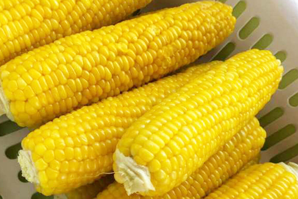 【26年9月上旬クール便発送】とうもろこし 朝採り 嶽きみ（だけきみ）10本〜12本入り L〜LLサイズ 青森県 弘前市 [とうもろこし トウモロコシ 嶽きみ 産直 農家 朝採り クール便 甘い 大きい]