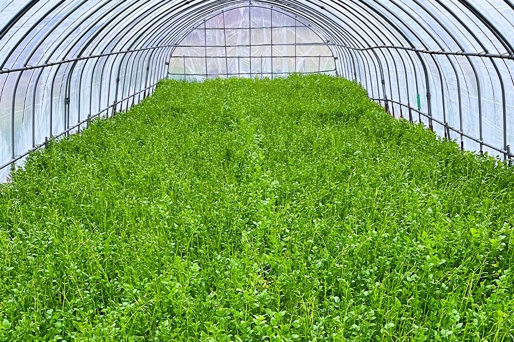 【寄附金額見直しました】野菜 一町田せり 約520g（約130g×4束）せり 七草