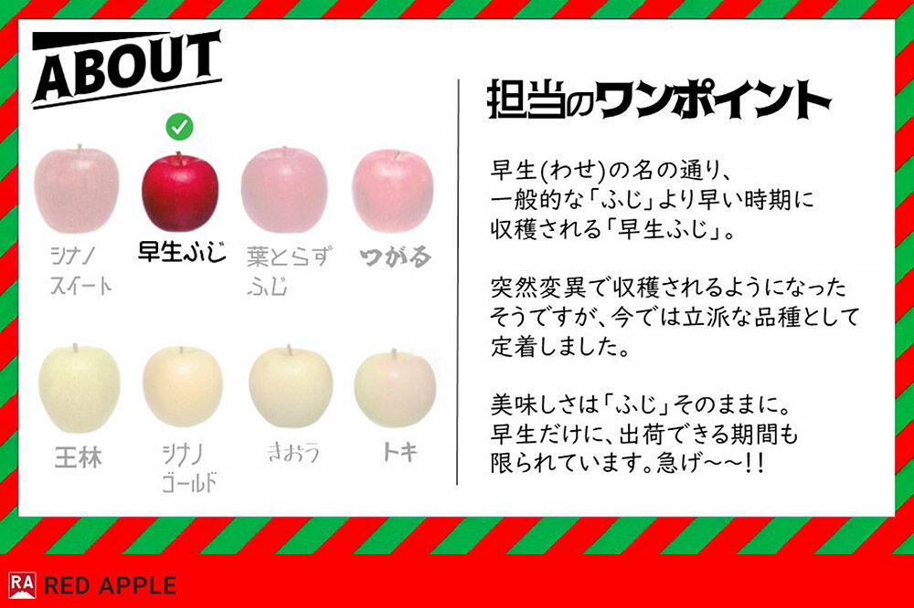 【26年10月発送】りんご【訳あり】家庭用 早生ふじ 約10kg [アップル おいしい ふじ りんご 果実 果物 赤色 早生 美味 林檎]