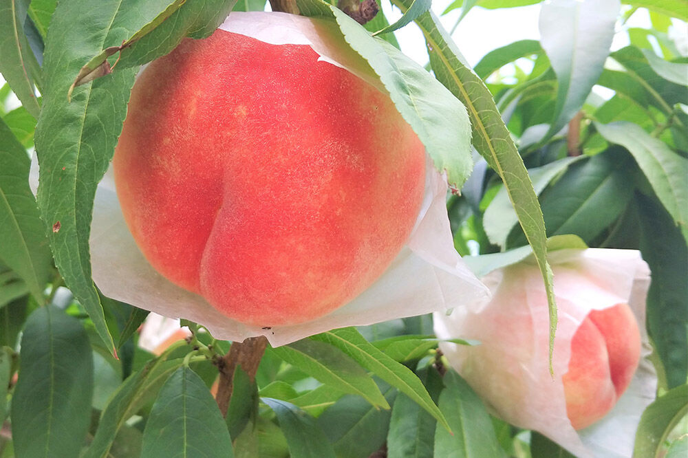 【26年8月発送】桃 約1.5kg(5玉程度) 青森【2026年産 桃の王様 川中島】もも 特秀 果物 フルーツ くだもの 津軽農園 採れたて 農家直送 [おいしい ピーチ フルーツ もも 果実 果物 青森 津軽 桃 美味]