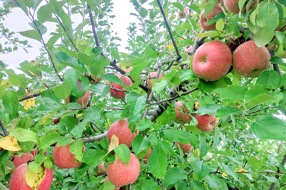 ããã èš³ãã èãšãã ãµã³ãµã çŽ 5kg (16ã20ççšåºŠ) åç°ãããå 鿣® æç© ãã«ãŒã ææª ãªã³ãŽ ãã ãã® äžæã èŠæ Œå€ äºçŽ