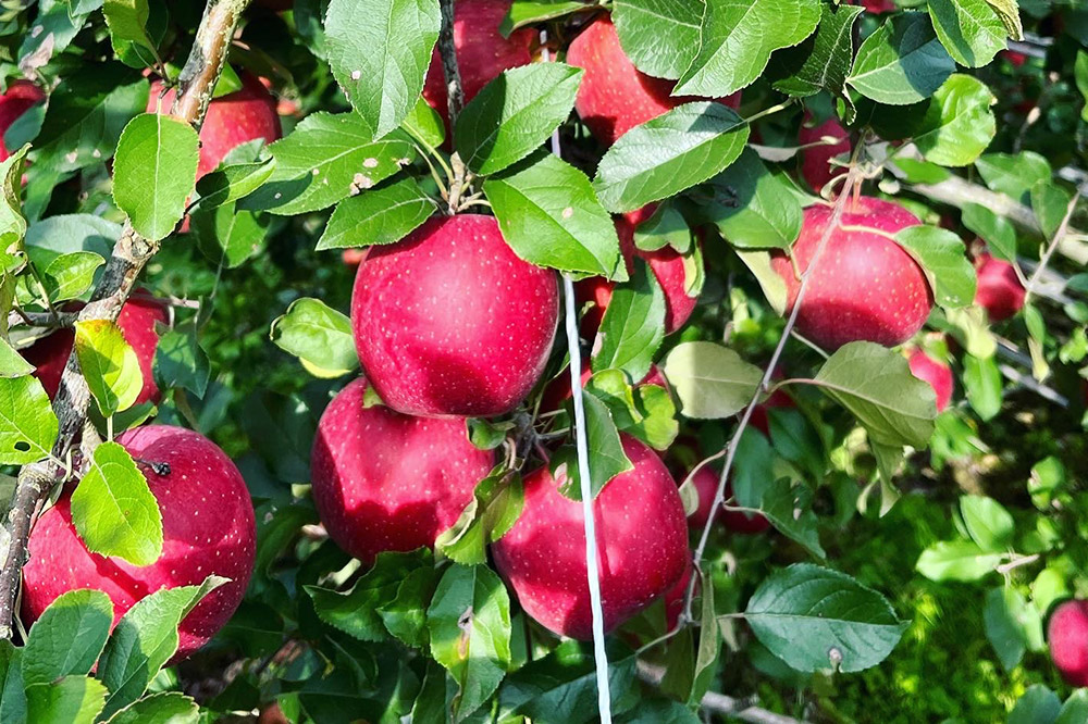 りんご 權之丞 葉とらずりんご コスモふじ 家庭用約5kg【弘前市産・青森りんご】