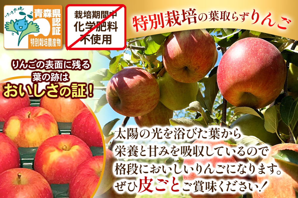 【25年12月発送】りんご 訳あり家庭用【年内発送】葉取らず サンふじ 約5kg（14〜20玉程度）青森県特別栽培農産物認証農園