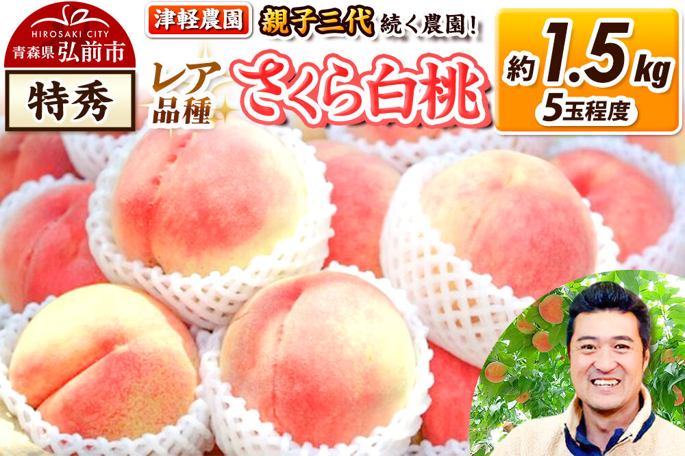 【26年9月発送】桃 約1.5kg(5玉程度) 青森【2026年産 レア品種 さくら白桃】もも 特秀 くだもの フルーツ 果物 津軽農園 採れたて 農家直送 [おいしい ピーチ フルーツ もも 果実 果物 青森 津軽 桃 白桃 美味]