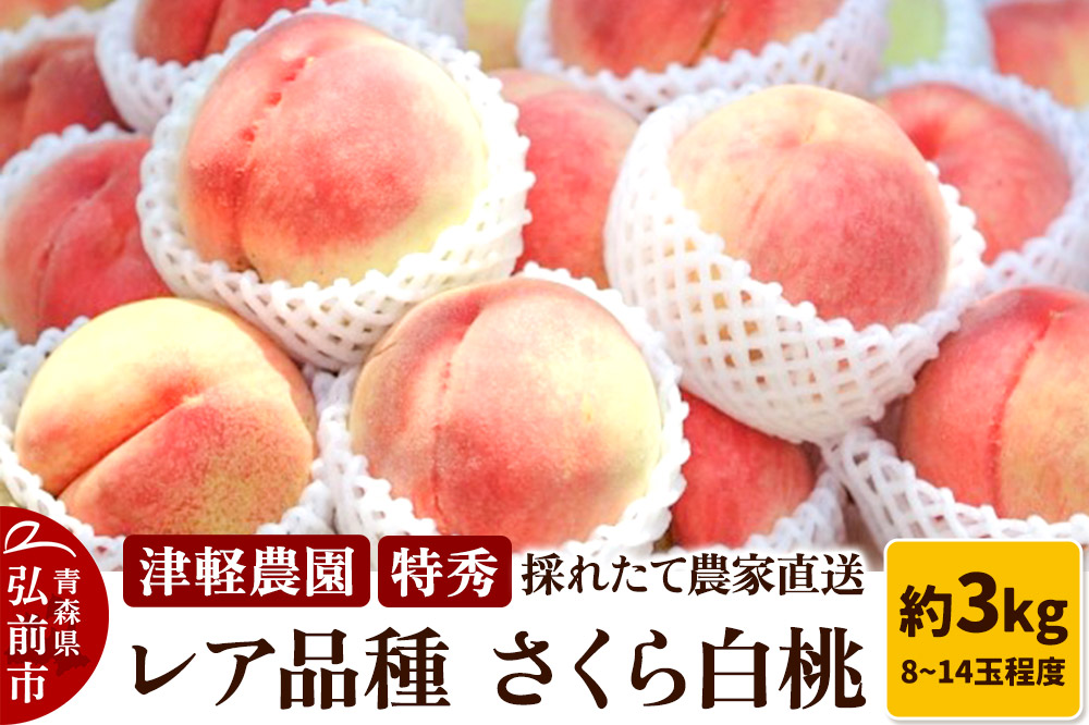 【26年9月発送】もも【2026年産 レア品種 さくら白桃】特秀 約3kg 8〜14玉程度 津軽農園 採れたて 農家直送