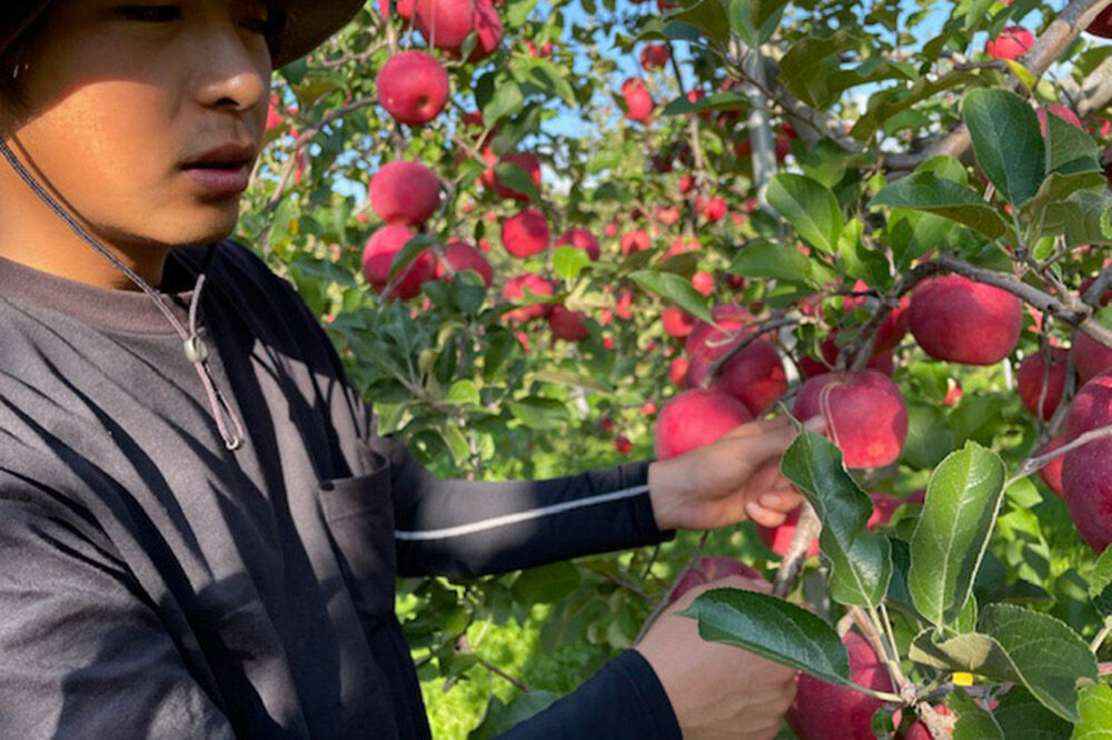 【26年12月発送】りんご サンふじ【秀】家庭用 約3kg 小山内農園【先行予約】 [先行受付 サンふじ りんご 青森りんご 果物 フルーツ デザート 食後 青森県 弘前市]
