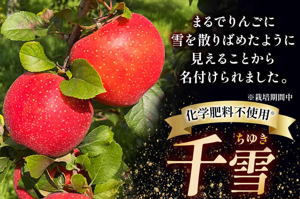 【26年10月下旬〜発送】りんご 千雪 約10kg カワムラファーム【家庭用】青森 果物 フルーツ 林檎 リンゴ くだもの [先行受付 アップル おいしい ちゆき 果実 果物 赤色 美味 林檎 弘前市]
