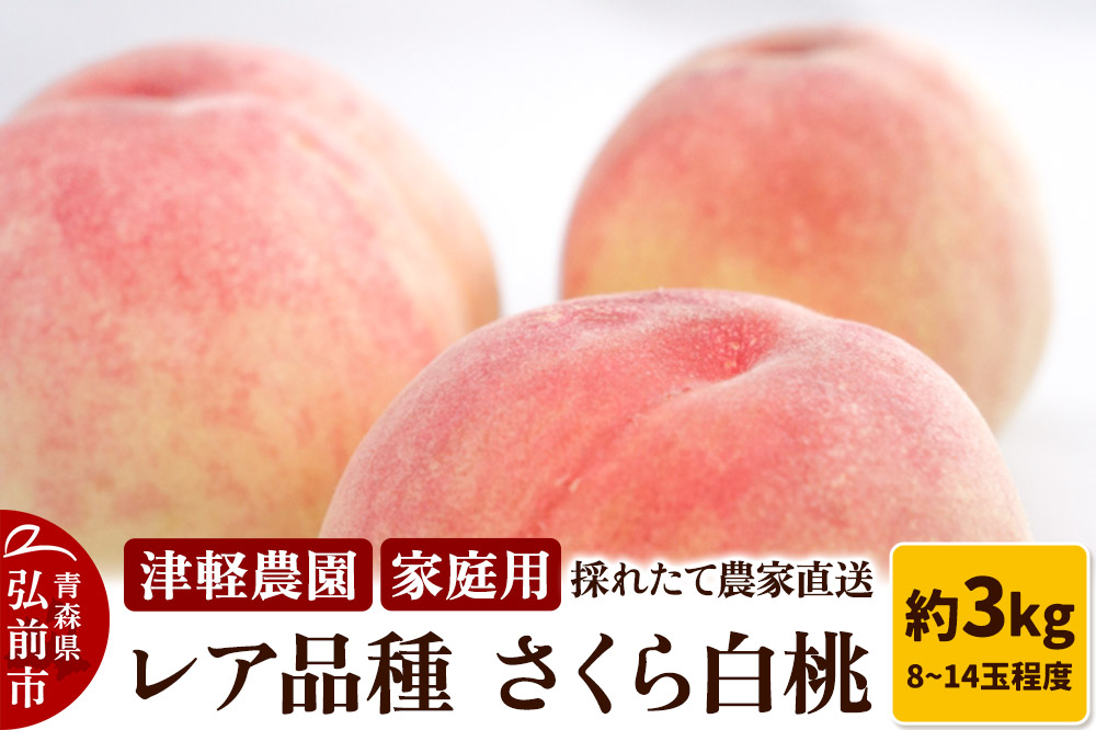 【26年9月発送】もも【2026年産 レア品種 さくら白桃】家庭用 約3kg 8〜14玉程度 津軽農園 採れたて 農家直送