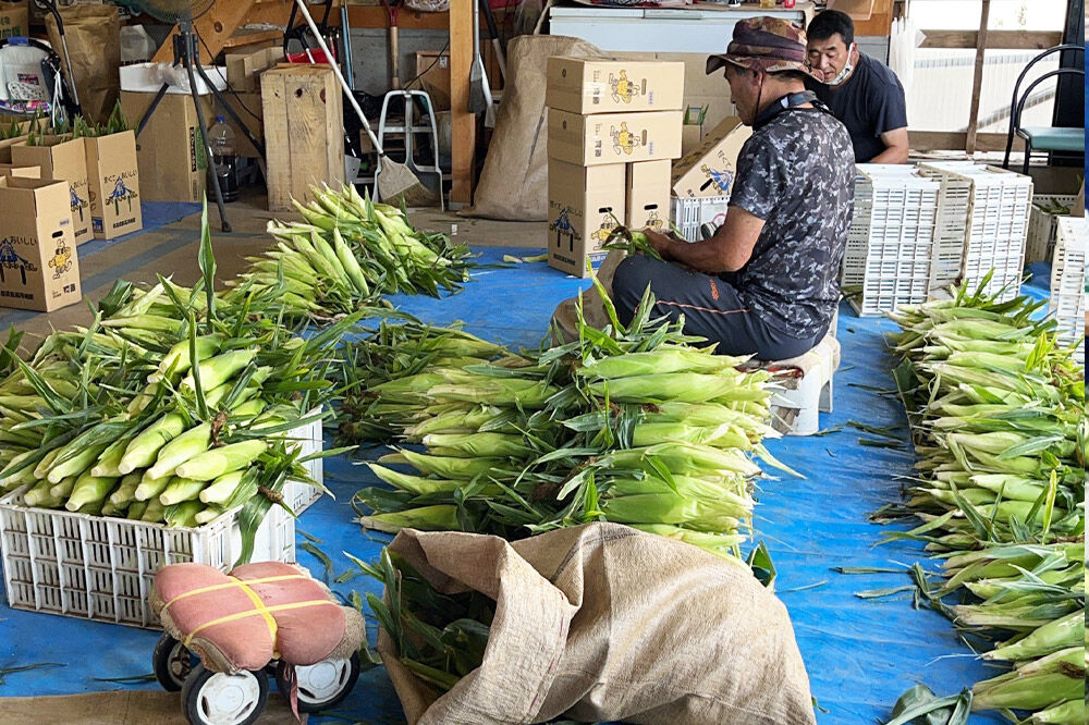 【26年9月上旬クール便発送】とうもろこし 朝採り 嶽きみ（だけきみ）10本〜12本入り L〜LLサイズ 青森県 弘前市 [とうもろこし トウモロコシ 嶽きみ 産直 農家 朝採り クール便 甘い 大きい]